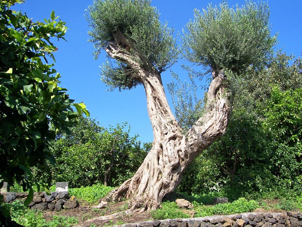 Il Limoneto Acireale 빌라 외부 사진